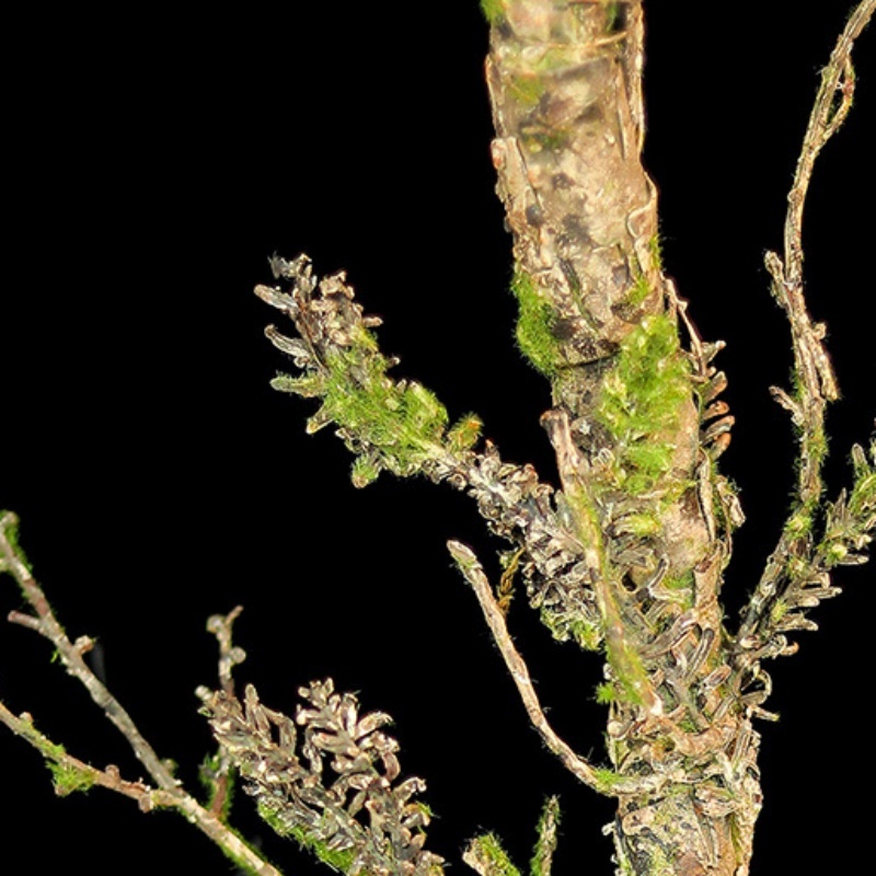 New Withered Vines Artificial  - Christmas Tree Artificial incelemesi ve fiyatı